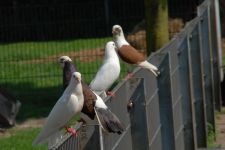 Droenings-Landcafe-Tiergehege-7.jpg