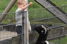 Droenings-Landcafe-Tiergehege-1.jpg