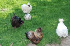Droenings-Landcafe-Tiergehege-6.jpg